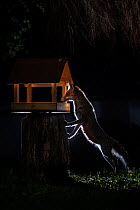 Red fox (Vulpes vulpes) vixen investigating bird table in garden at night, looking for food. Vertes Mountains, Hungary. The female's teats are visible in the image, showing that she was suckling...