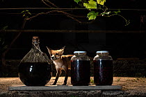 Red fox (Vulpes vulpes) vixen sniffing jars of homemade walnut brandy (palinka) in garden at night. Vertes Mountains, Hungary. Image taken with a camera trap.