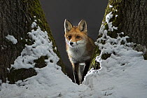 Red fox (Vulpes vulpes) vixen standing in fork of tree on snowy night, Vertes Mountains, Hungary.