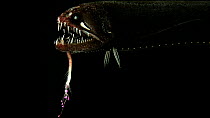 Threadfin dragonfish (Echiostoma barbatum) motionless, showing large teeth and bioluminescent barbel beneath the lower jaw, Benguela Current, Atlantic Ocean, close to Namibia. Found at depths of over...