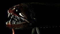 Threadfin dragonfish (Echiostoma barbatum) close up, showing large teeth and triangular luminous organ positioned under the eye, Benguela Current, Atlantic Ocean, close to Namibia. Controlled Conditio...