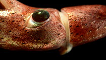 Cock-eyed squid (Histioteuthis bonnellii) swimming in the darkness close-up, Benguela Current, Atlantic Ocean, close to Namibia. Found at depths of over 1,000 meters. Controlled Conditions.