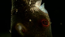 Vampire squid (Vampyroteuthis infernalis) close up of fin and eye, Benguela Current, Atlantic Ocean, close to Namibia. Found at depths over 500 metres. Controlled Conditions.