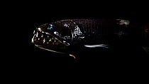 Barbeled dragonfish (Astronesthes caulophorus) motionless in the darkness, Benguela Current, Atlantic Ocean, close to Namibia. Controlled Conditions.