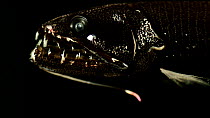 Barbeled dragonfish (Astronesthes caulophorus) close up profile, Benguela Current, Atlantic Ocean, close to Namibia. Controlled Conditions.