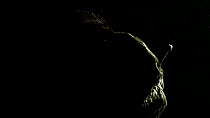 Deep-sea anglerfish (Melanocetus johnsonii) female backlit swimming in the darkness. Captive.