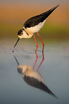 Black-winged stilt (Himantopus himantopus) drinking in shallow water, Pusztaszer reserve, Hungary. May.