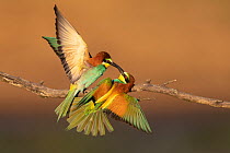 Pair of Eurasian bee-eaters (Merops apiaster) during courtship, Pusztaszer reserve, Hungary. May.