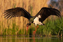Black stork (Ciconia nigra) fishing in lake, Pusztaszer reserve, Hungary. May.