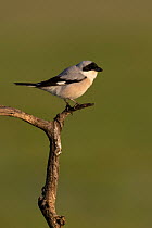 Lesser grey shrike (Lanius minor) perched on a branch, Pusztaszer reserve, Hungary. May.
