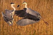Two Grey heron (Ardea cinerea) fighting over a fish, Pusztaszer reserve, Hungary. May.