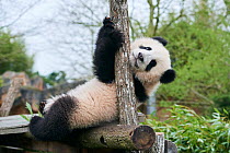 Giant panda (Ailuropoda melanoleuca) cub, Huanlili, aged 8 months, playing on wooden climbing frame, Beauval ZooPark, France, April, 2022. Captive.