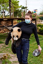 Keeper, Cassandra Milliet, carrying Giant panda (Ailuropoda melanoleuca) cub, Huanlili, aged 8 months, under her arm, Beauval ZooPark, France, April, 2022. Captive.