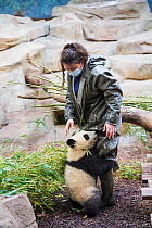 Giant panda (Ailuropoda melanoleuca) cub Yuandudu, aged 8 months,  playing with her with keeper,  Beauval ZooPark, France, April, 2022. Captive.