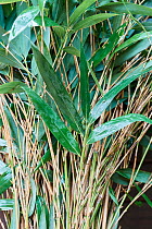 Bamboo (Pseudosasa japonica) leaves and stems,  Beauval ZooPark, France. April.