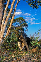 Giant anteater (Myrmecophaga tridactyla) foraging for ant and termite nests across savannah grassland, Caiman Ecological Refuge, Pantanal, Brazil.