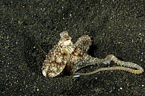 Long arms octopus (Octopus minor) burrowing in the seabed, Lembeh Strait, North Sulawesi, Indonesia.