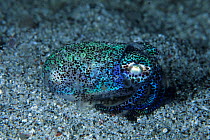 Bobtail squid (Heteroteuthis hawaiiensis) on the seabed, Komodo National Park, Indonesia, Pacific Ocean.