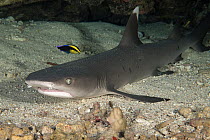 Whitetip reef shark (Triaenodon obesus), being cleaned by endemic Hawaiian cleaner wrasse, (Labroides phthirophagus) while resting in undersea cavern, Touch of Gray dive site, North Kona, Hawaii, Paci...