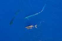 Aerial view of Humpback whales (Megaptera novaeangliae) competitive group with mother, calf, male escort, and challengers. Escort (center) is blowing bubble trail to intimidate challengers and separat...