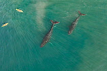 Aerial view of female Humpback whale (Megaptera novaeangliae) with calf underneath and male escort (right) passing by kayakers, Hawaii Humpback Whale National Marine Sanctuary, East Maui, Hawaii, Paci...