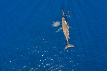 Aerial view of Dolphins (Delphinidae) bow-riding along side Humpback whale (Megaptera novaeangliae), Hawaii Humpback Whale National Marine Sanctuary, West Maui, Hawaii, Pacific Ocean.