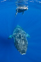Humpback whale (Megaptera novaeangliae), mother and calf, swimming close to surface. Adult's body is covered with white pit scars from cookie cutter shark bites, West Maui, Hawaii, Pacific Ocean.