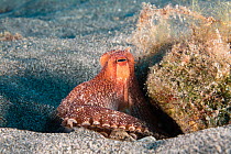 Hawaiian short-arm sand octopus (Amphioctopus arenicola), an endemic species, at entrance to den, Big Island, Hawaii, Pacific Ocean.