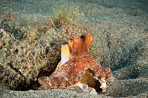 Hawaiian short-arm sand octopus (Amphioctopus arenicola), an endemic species, at entrance to den, with siphon up pumping water, Big Island, Hawaii, Pacific Ocean.