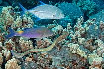 Hunting coalition of Blue goatfish / Yellowsaddle goatfish (Parupeneus cyclostomus), Bluefin trevally (Caranx melampygus) and Whitemouth moray eel (Gymnothorax meleagris) on a reef, Makako Bay, Kona,...