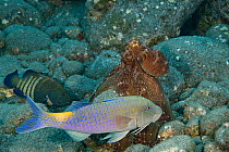 Hunting coalition of Blue goatfish / Yellowsaddle goatfish (Parupeneus cyclostomus), Peacock grouper (Cephalopholis argus) and Day octopus (Octopus cyanea), Makako Bay, Kona, Hawaii, Pacific Ocean.