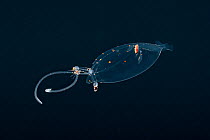 Paralarva of Glass squid (Leachia pacifica) in surface waters of deep open ocean at night, Kona, Hawaii, Pacific Ocean.