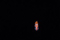 Palmate blanket octopus / Pelagic octopus (Tremoctopus gracilis), about 2 cm in length, the size of a full-grown male, at night, Kona, Hawaii, Pacific Ocean.