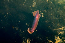 Purpleback flying squid / Purple squid (Sthenoteuthis oualaniensis) swimming through a cloud of its own ink, in surface waters of deep open ocean at night, Kona, Hawaii, Pacific Ocean.