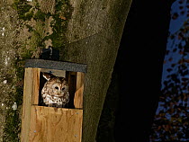 Tawny owl (Strix aluco) at night, perched in the entrance to a nest box on Beech tree trunk in garden, Wiltshire, UK, April.