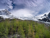 View of Bossons glacier with Aiguille Du Midi mountain to the left and forest in the foreground, Chamonix, French Alps, France. May.