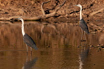 Two White-necked herons (Ardea pacifica) standing in shallow water, ?Quilpie, Queensland, Australia.