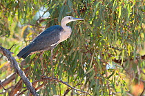 White-necked heron (Ardea pacifica) perched on a branch, ?Quilpie, Queensland, Australia.