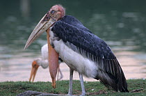 Greater adjutant stork (Leptoptilos dubius) with large wattle, India, Captive.