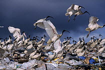 Flock of Australian white ibis (Threskiornis molucca) taking fight from rubbish dump,  Australia.