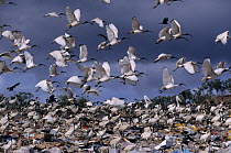 Flock of Australian white ibis (Threskiornis molucca) taking fight from rubbish dump,  Australia.