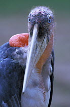 Greater adjutant stork (Leptoptilos dubius) portrait, Thailand. Captive.