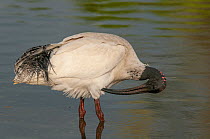 Australian white ibis (Threskiornis molucca) standing in shallow water, preening, Rockhampton, Queensland, Australia.