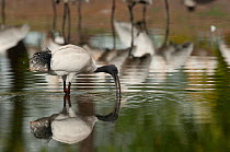 Australian white ibis (Threskiornis molucca) feeding in shallow water, Rockhampton, Queensland, Australia.