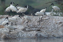 Flock of Oriental ibis (Threskiornis melanocephalus) standing on muddy riverbank, Rhanganathitu Bird Sanctuary, Mysore, India.