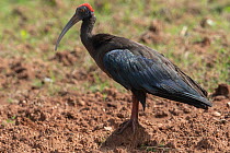 Black ibis (Pseudibis papillosa) portrait, Mysore, India.