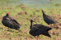 Three Black ibis (Pseudibis papillosa) standing on grassland, Mysore, India.