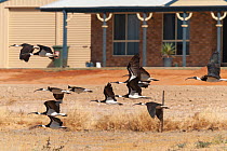 Small flock of Straw-necked ibis (Threskiornis spinicollis) flying low over dry ground close to house, Bedourie, Queensland, Australia.