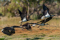 Small flock of Straw-necked ibis (Threskiornis spinicollis) taking flight, Bedourie, Queensland, Australia.