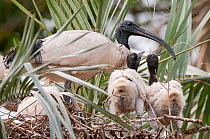 Australian white ibis (Threskiornis molucca) on nest with chicks, ?Royal Botanic Garden,Sydney, New South Wales, Australia. Captive.